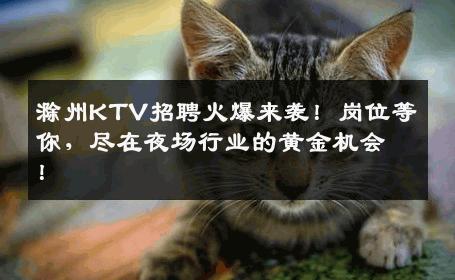 滁州KTV招聘火爆来袭！岗位等你，尽在夜场行业的黄金机会！