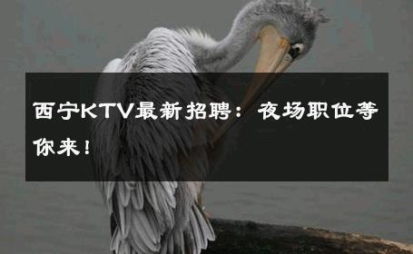 西宁KTV最新招聘：夜场职位等你来！