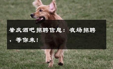 肇庆酒吧招聘信息：夜场招聘，等你来！