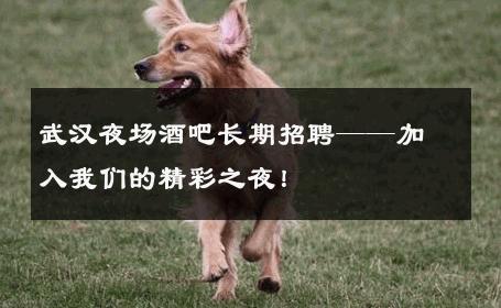 武汉夜场酒吧长期招聘——加入我们的精彩之夜！