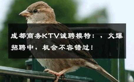 成都商务KTV诚聘模特：，火爆招聘中，机会不容错过！