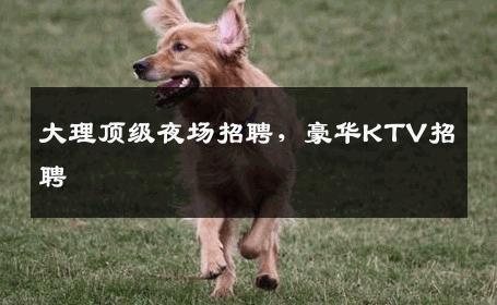 大理顶级夜场招聘，豪华KTV招聘