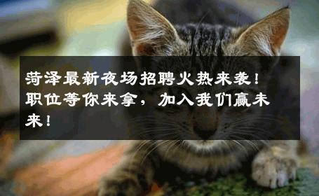 菏泽最新夜场招聘火热来袭！职位等你来拿，加入我们赢未来！