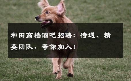 和田高档酒吧招聘：待遇、精英团队，等你加入！