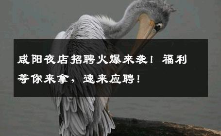 咸阳夜店招聘火爆来袭！福利等你来拿，速来应聘！