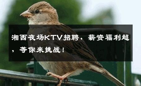 湘西夜场KTV招聘，薪资福利超，等你来挑战！