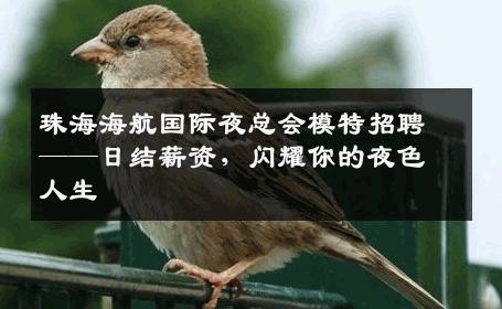 珠海海航国际夜总会模特招聘——日结薪资，闪耀你的夜色人生