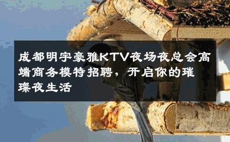 成都明宇豪雅KTV夜场夜总会高端商务模特招聘，开启你的璀璨夜生活