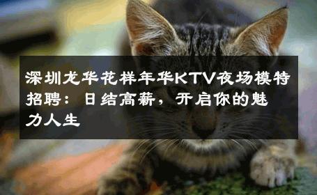 深圳龙华花样年华KTV夜场模特招聘：日结高薪，开启你的魅力人生