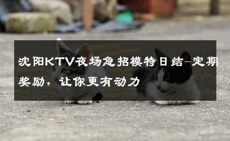 沈阳KTV夜场急招模特日结-定期奖励，让你更有动力