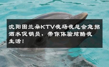 沈阳图兰朵KTV夜场夜总会急招酒水促销员，带你体验炫酷夜生活！