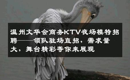 温州文华会商务KTV夜场模特招聘——领队驻场直招，需求量大，舞台精彩等你来展现