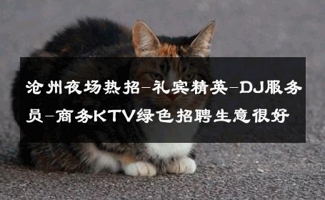 沧州夜场热招-礼宾精英-DJ服务员-商务KTV绿色招聘生意很好