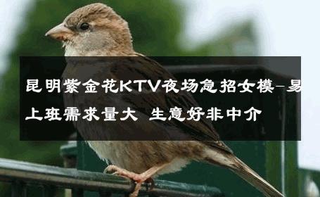 昆明紫金花KTV夜场急招女模-易上班需求量大 生意好非中介