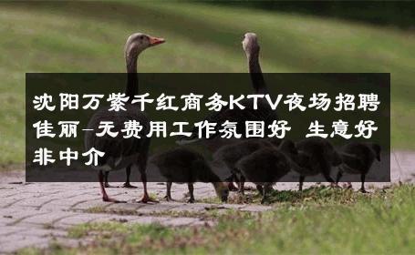 沈阳万紫千红商务KTV夜场招聘佳丽-无费用工作氛围好 生意好非中介
