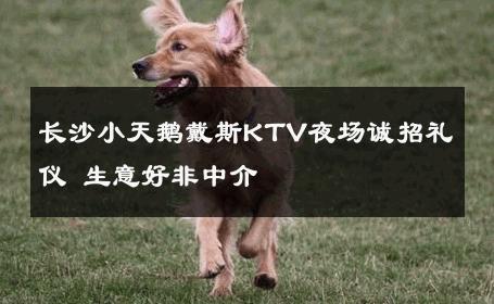 长沙小天鹅戴斯KTV夜场诚招礼仪 生意好非中介