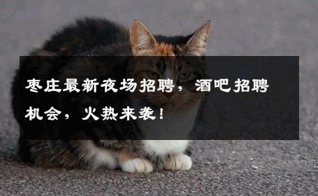 枣庄最新夜场招聘，酒吧招聘机会，火热来袭！