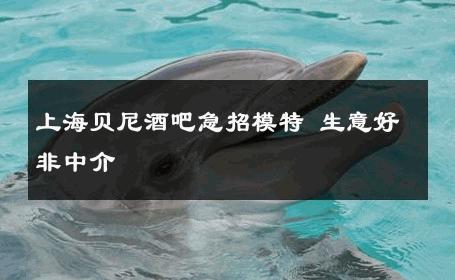 上海贝尼酒吧急招模特 生意好非中介