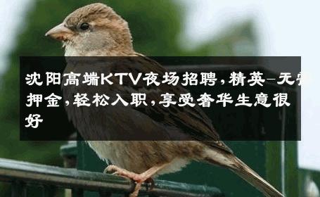 沈阳高端KTV夜场招聘,精英-无需押金,轻松入职,享受奢华生意很好
