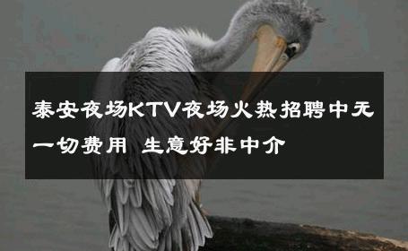 泰安夜场KTV夜场火热招聘中无一切费用 生意好非中介