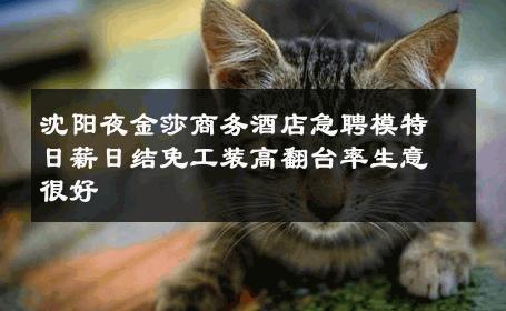 沈阳夜金莎商务酒店急聘模特日薪日结免工装高翻台率生意很好