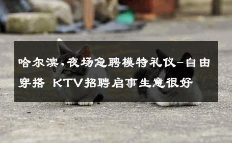 哈尔滨,夜场急聘模特礼仪-自由穿搭-KTV招聘启事生意很好