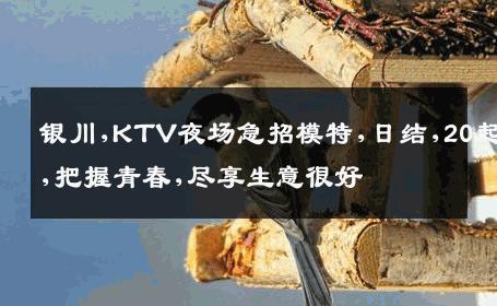 银川,KTV夜场急招模特,日结,20起,把握青春,尽享生意很好