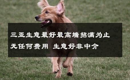 三亚生意最好最高端招满为止无任何费用 生意好非中介