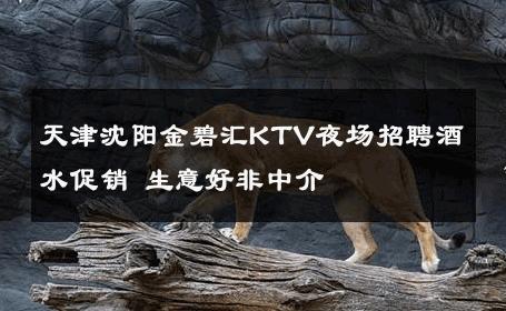 天津沈阳金碧汇KTV夜场招聘酒水促销 生意好非中介