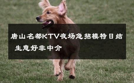 唐山名都KTV夜场急招模特日结 生意好非中介