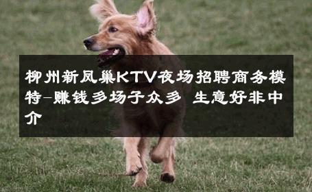 柳州新凤巢KTV夜场招聘商务模特-赚钱多场子众多 生意好非中介