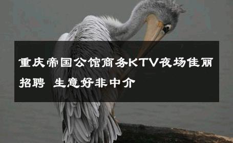重庆帝国公馆商务KTV夜场佳丽招聘 生意好非中介