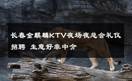 长春金麒麟KTV夜场夜总会礼仪招聘 生意好非中介