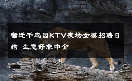 宿迁千鸟园KTV夜场女模招聘日结 生意好非中介