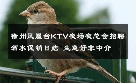 徐州凤凰台KTV夜场夜总会招聘酒水促销日结 生意好非中介