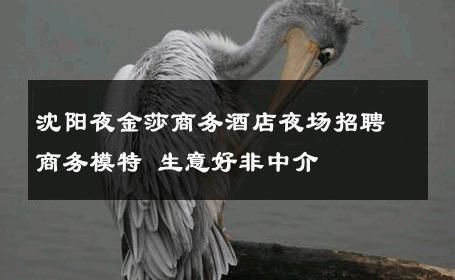 沈阳夜金莎商务酒店夜场招聘商务模特 生意好非中介