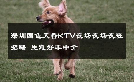 深圳国色天香KTV夜场夜场夜班招聘 生意好非中介