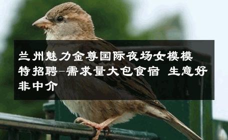 兰州魅力金尊国际夜场女模模特招聘-需求量大包食宿 生意好非中介