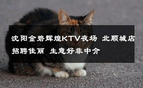 沈阳金碧辉煌KTV夜场 北顺城店招聘佳丽 生意好非中介