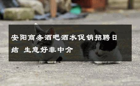 安阳商务酒吧酒水促销招聘日结 生意好非中介