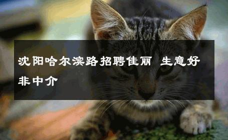 沈阳哈尔滨路招聘佳丽 生意好非中介