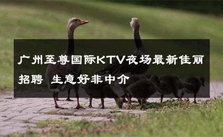 广州至尊国际KTV夜场最新佳丽招聘 生意好非中介