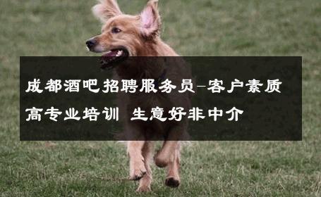 成都酒吧招聘服务员-客户素质高专业培训 生意好非中介