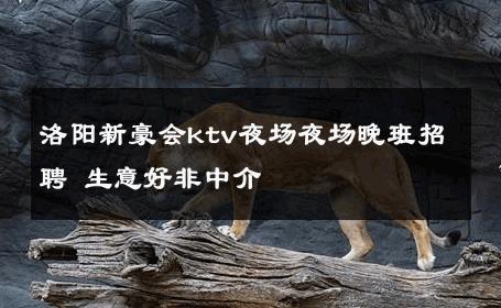 洛阳新豪会ktv夜场夜场晚班招聘 生意好非中介
