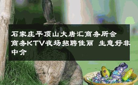 石家庄平顶山大唐汇商务所会商务KTV夜场招聘佳丽 生意好非中介