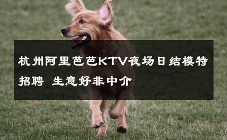 杭州阿里芭芭KTV夜场日结模特招聘 生意好非中介