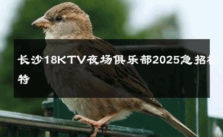 长沙18KTV夜场俱乐部2025急招模特 