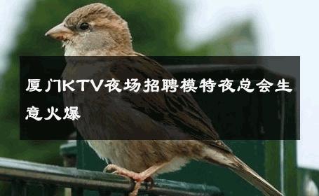 厦门KTV夜场招聘模特夜总会生意火爆 