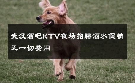 武汉酒吧KTV夜场招聘酒水促销无一切费用 