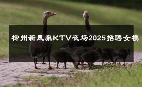 柳州新凤巢KTV夜场2025招聘女模 